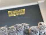 Kedi̇ci̇den Show Kali̇te British Shorthair Yavrulari Ank