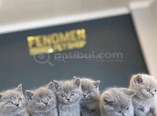 Kedi̇ci̇den Show Kali̇te British Shorthair Yavrulari Ank görsel