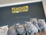 Kedi̇ci̇den Show Kali̇te British Shorthair Yavrulari Ank