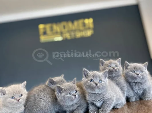 Kedi̇ci̇den Show Kali̇te British Shorthair Yavrulari Ank görsel