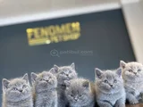 Kedi̇ci̇den Show Kali̇te British Shorthair Yavrulari Ank