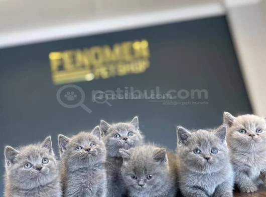 Kedi̇ci̇den Show Kali̇te British Shorthair Yavrulari Ank görsel