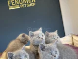 Kedi̇ci̇den Show Kali̇te British Shorthair Yavrulari Ank