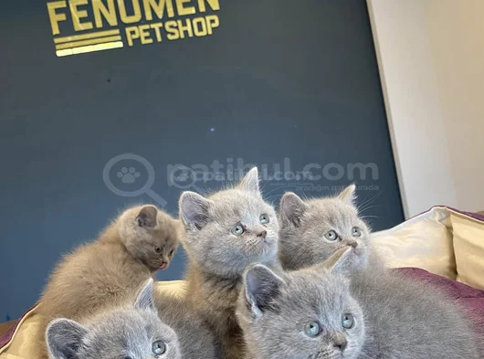 Kedi̇ci̇den Show Kali̇te British Shorthair Yavrulari Ank görsel