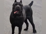 Si̇yah Cane Corso Yavrulari