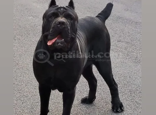 Si̇yah Cane Corso Yavrulari görsel