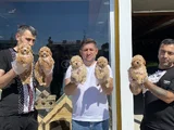 Tr Ni̇n En Güzel Toy Poodle Yavrularimiz Hazir Ankara