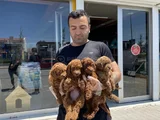 TR NİN EN GÜZEL TOY POODLE YAVRULARIMIZ HAZIR ANKARA