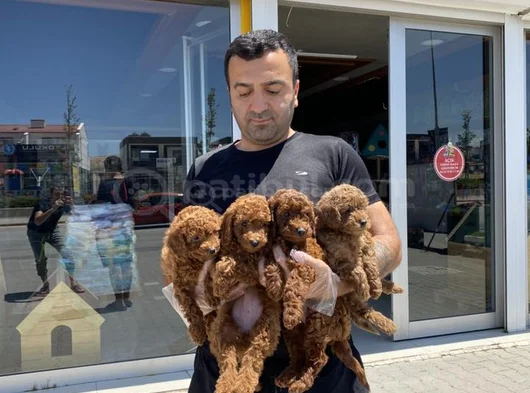 Tr Ni̇n En Güzel Toy Poodle Yavrularimiz Hazir Ankara