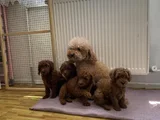 Tr Ni̇n En Güzel Toy Poodle Yavrularimiz Hazir Ankara
