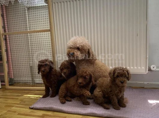 Tr Ni̇n En Güzel Toy Poodle Yavrularimiz Hazir Ankara görsel