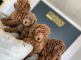 Tr Ni̇n En Güzel Toy Poodle Yavrularimiz Hazir Ankara