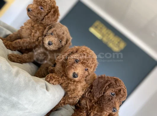 Tr Ni̇n En Güzel Toy Poodle Yavrularimiz Hazir Ankara görsel
