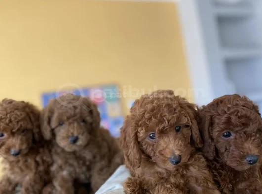 Tr Ni̇n En Güzel Toy Poodle Yavrularimiz Hazir Ankara görsel