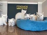 Kedi̇ci̇den Show Kali̇te British Shorthair Yavrulari Ank