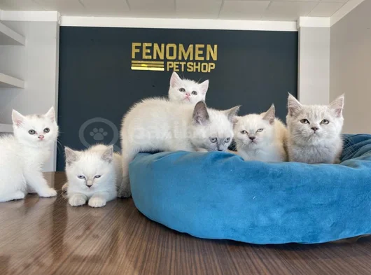 Kedi̇ci̇den Show Kali̇te British Shorthair Yavrulari Ank görsel
