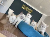 Kedi̇ci̇den Show Kali̇te British Shorthair Yavrulari Ank