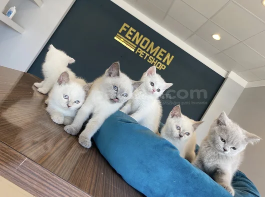 Kedi̇ci̇den Show Kali̇te British Shorthair Yavrulari Ank görsel