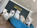 KEDİCİDEN SHOW KALİTE BRITISH SHORTHAIR YAVRULARI ANK