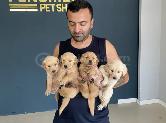Baby Face Golden Retriewer Yavrulari Safkan Belgeli̇n Ankara görsel