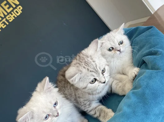 Kedi̇ci̇den Show Kali̇te British Shorthair Yavrulari Ank görsel