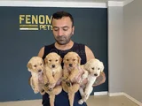 Baby Face Golden Retriewer Yavrulari Safkan Belgeli̇n Ankara