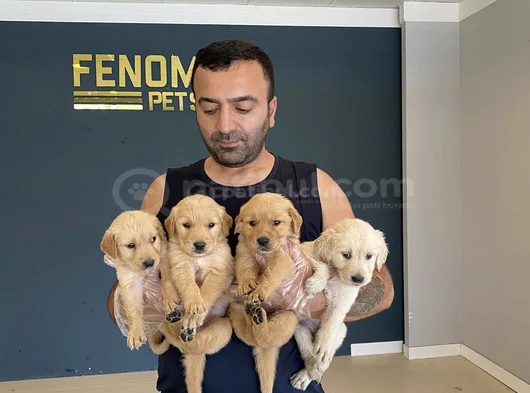 Baby Face Golden Retriewer Yavrulari Safkan Belgeli̇n Ankara görsel