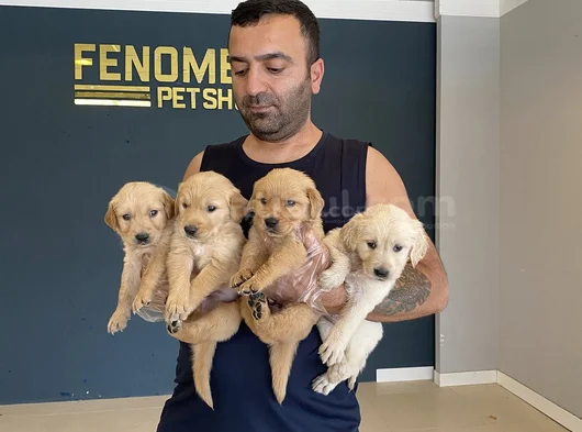 Baby Face Golden Retriewer Yavrulari Safkan Belgeli̇n Ankara