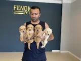Baby Face Golden Retriewer Yavrulari Safkan Belgeli̇n Ankara