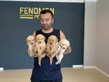 Baby Face Golden Retriewer Yavrulari Safkan Belgeli̇n Ankara
