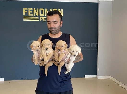 Baby Face Golden Retriewer Yavrulari Safkan Belgeli̇n Ankara görsel