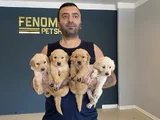 Baby Face Golden Retriewer Yavrulari Safkan Belgeli̇n Ankara