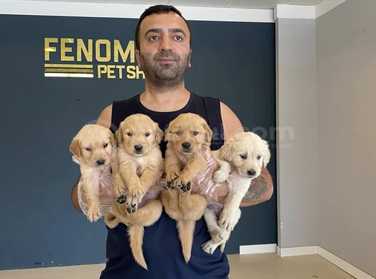 Baby Face Golden Retriewer Yavrulari Safkan Belgeli̇n Ankara görsel