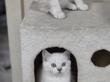 Mavi Gözlü Beyaz Çok Minnoş  Bir Bebek