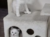 Mavi Gözlü Beyaz Çok Minnoş  Bir Bebek