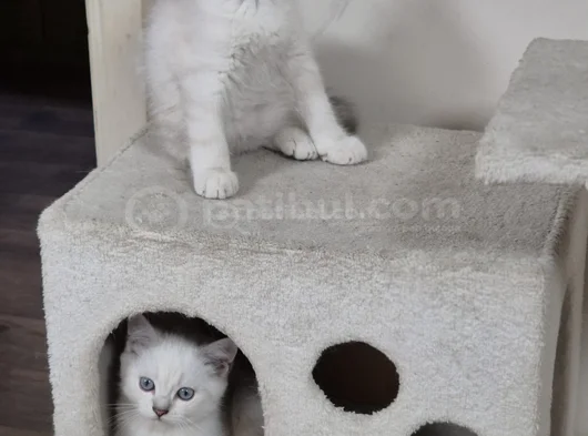 Mavi Gözlü Beyaz Çok Minnoş  Bir Bebek görsel