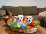 topaç gibi maltese bebeklerimiz