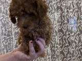 900 Gr Sevimli Poodle