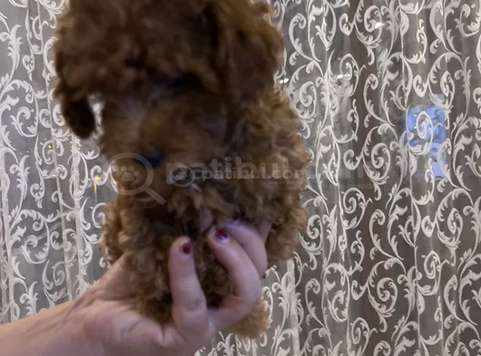 900 Gr Sevimli Poodle görsel