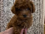 900 gr sevimli poodle