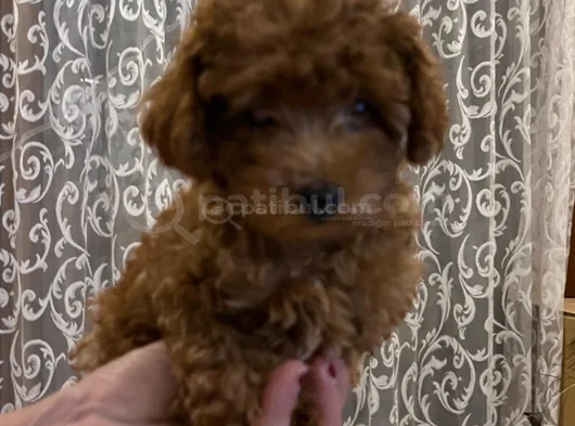900 Gr Sevimli Poodle