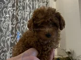 900 Gr Sevimli Poodle