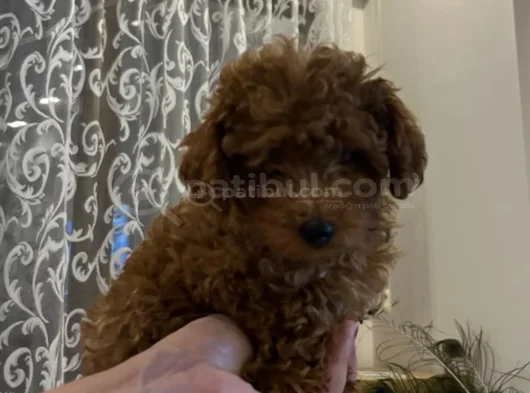 900 Gr Sevimli Poodle görsel