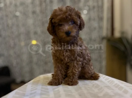 900 Gr Sevimli Poodle görsel