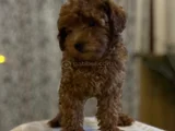 900 Gr Sevimli Poodle