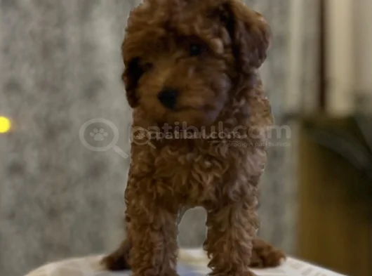 900 Gr Sevimli Poodle görsel