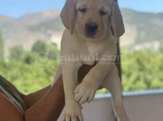Safkan  Secereli Show Kalite Labrador Retriever görsel