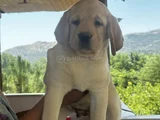 Safkan  secereli show kalite labrador Retriever