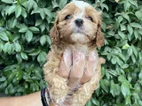 Cavapoo Yavrularım Irk Ve Sağlık Garantilidir