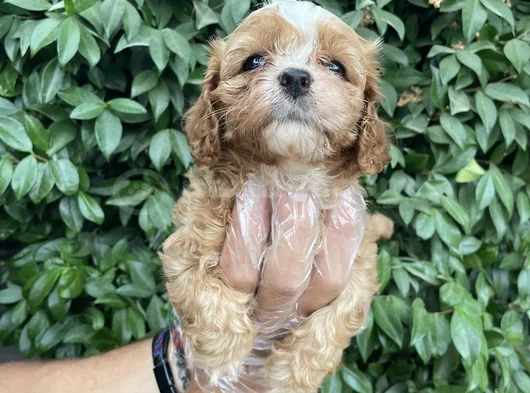 Cavapoo Yavrularım Irk Ve Sağlık Garantilidir görsel